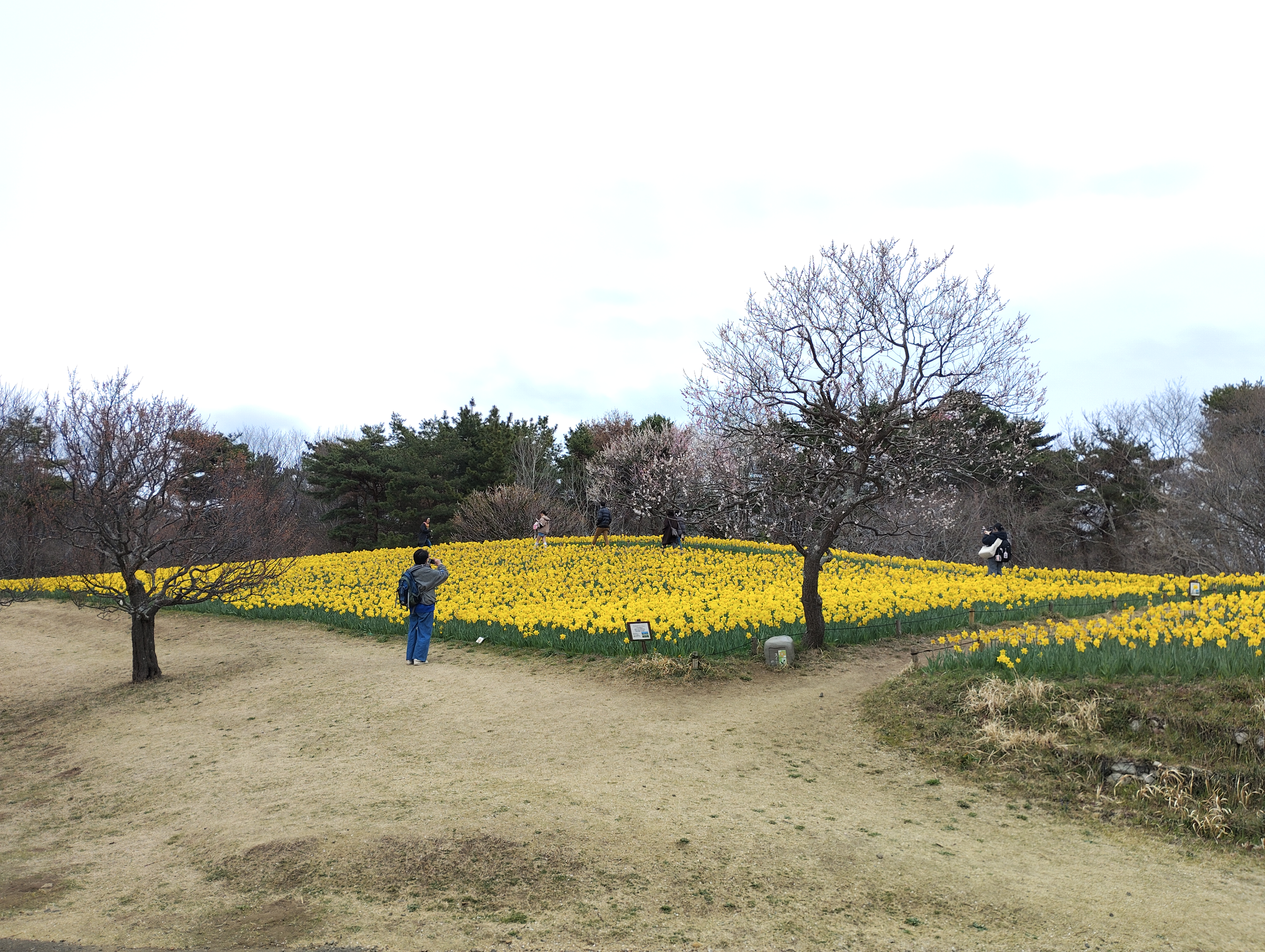 スイセンの花畑と写真撮影を楽しむ方々